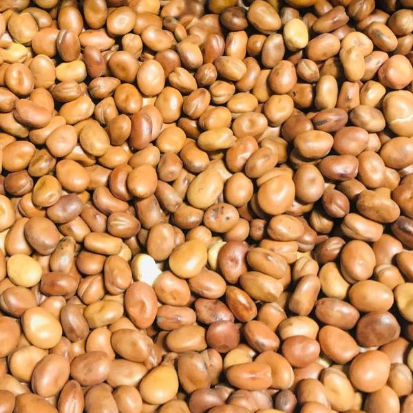 Fava Beans 500g