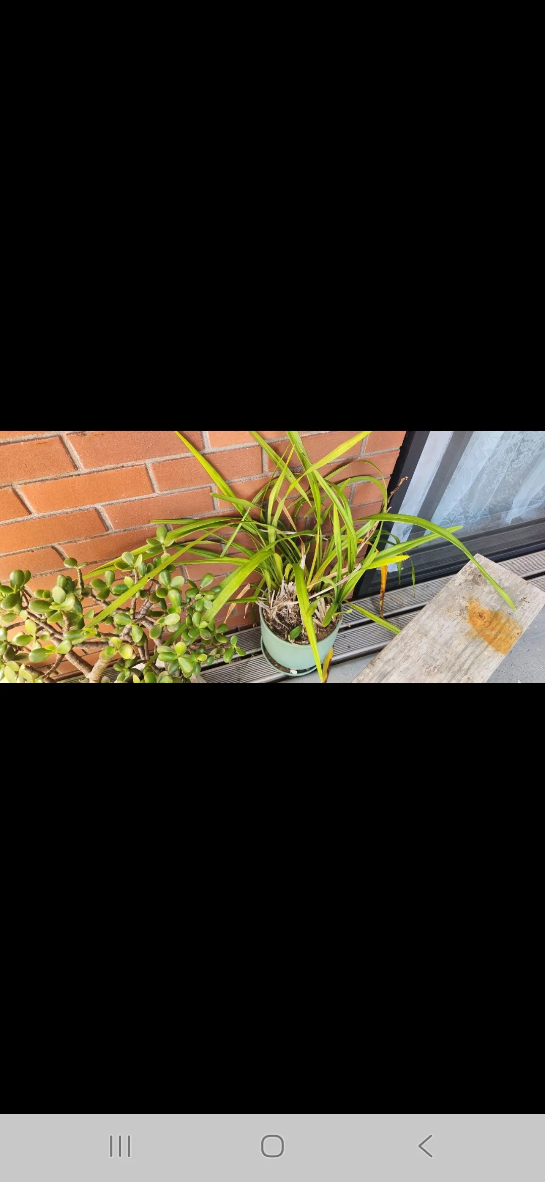 Orchid Plant