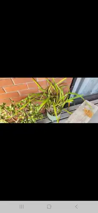 Orchid Plant