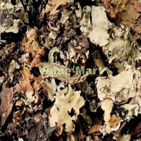 Dagad Phool Stone Flower 50g